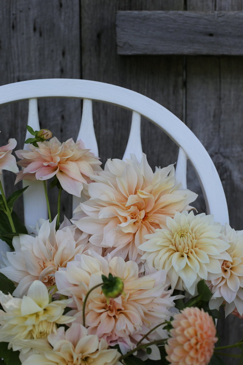 Break Out dahlia blooms in white chair with barn board background