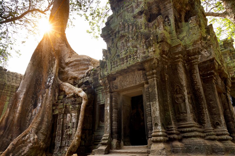 The ancient ruins of a Cambodian temple, partially enveloped by towering tree roots, bathed in golden sunlight. Hear echoes of the past with a bespoke heritage tour through Laos, Cambodia, and Vietnam. 