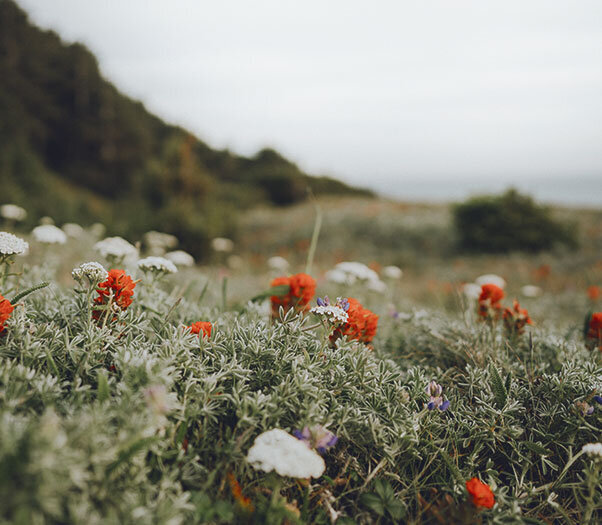 Flowers in a dark field, communicating the need for PTSD Treatment and trauma therapy with a skilled EMDR therapist doing online EMDR therapy in California 91355