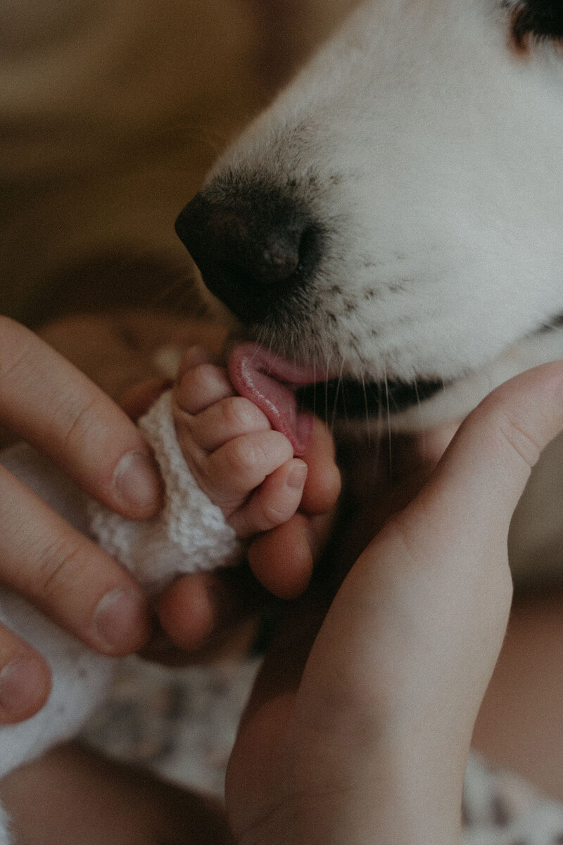 Gros plan sur un chien léchant les petits doigts de bébé. Shooting photo naissance à la maison par Kamescop, photographe en Bretagne.