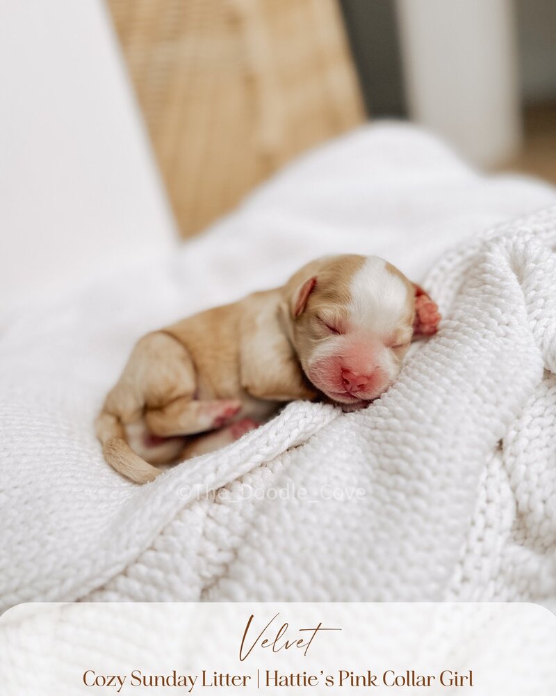 Cozy Sunday litter.zip - Pilsner (6)