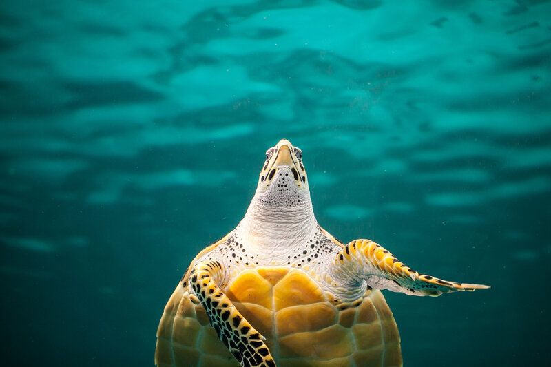 turtle in water