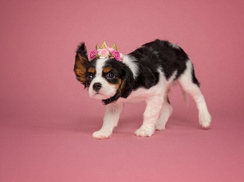 Introducing "Royal Pup Portrait", a charming example of lifestyle studio dog photography by Pets through the Lens Photography. This delightful image features a Cavalier King Charles Spaniel puppy adorned with a golden crown and pink floral embellishments, set against a soft pink background. The playful yet regal theme captures the essence of puppyhood with a touch of elegance, making it a perfect choice for pet owners looking to celebrate their furry friend’s personality in style. Ideal for showcasing the lighter, whimsical side of our Vancouver studio photography expertise.