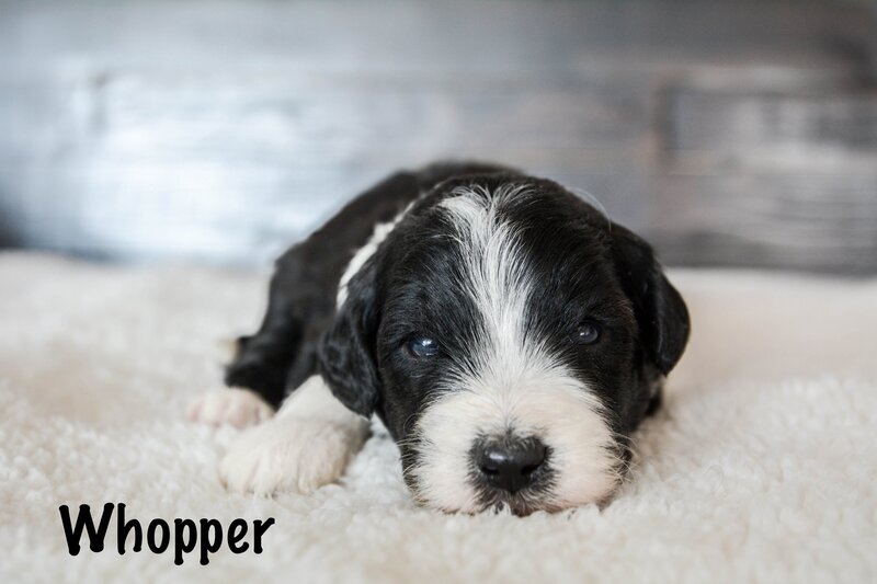 Available Mini and micro Sheepadoodle Puppies