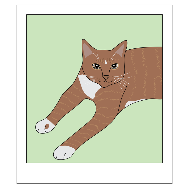 Polaroid illustration of orange tabby cat