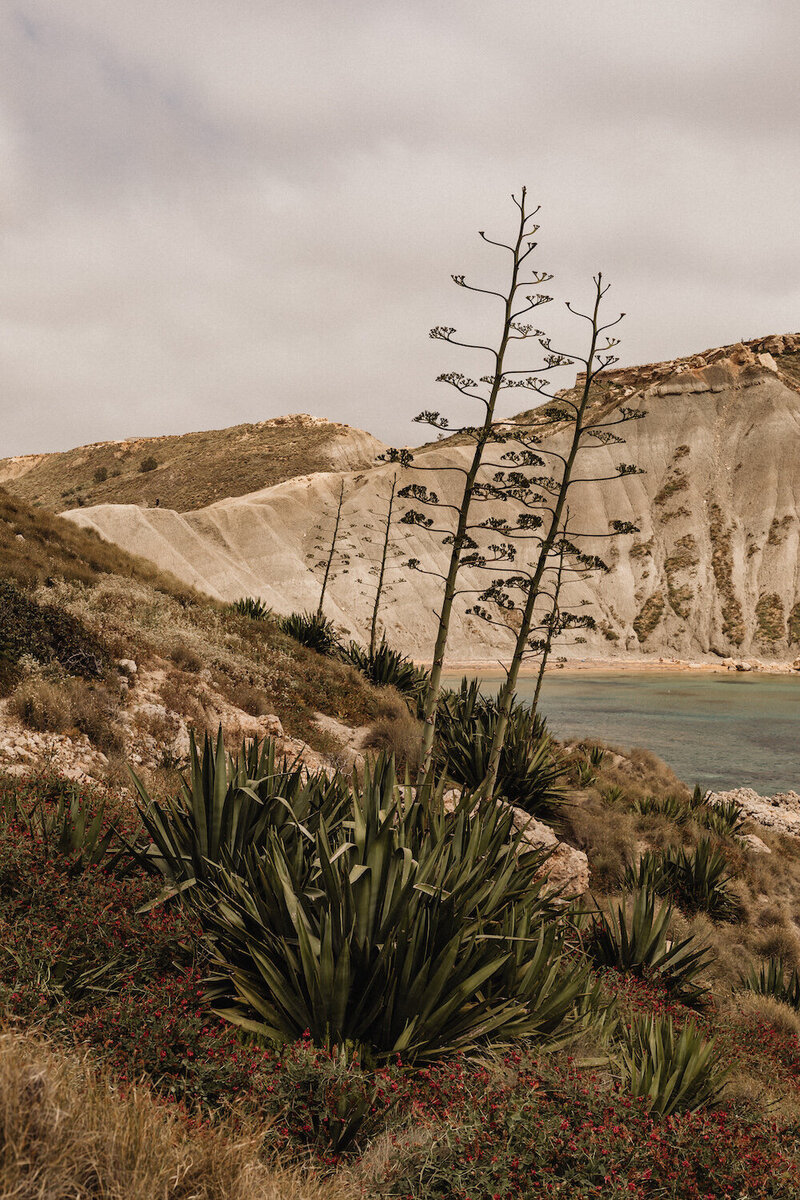 kaboompics_maltas-seaside-backgrounds-a-collection-of-captivating-seascapes-rocky-cliffs-and-coastal-flora-31566