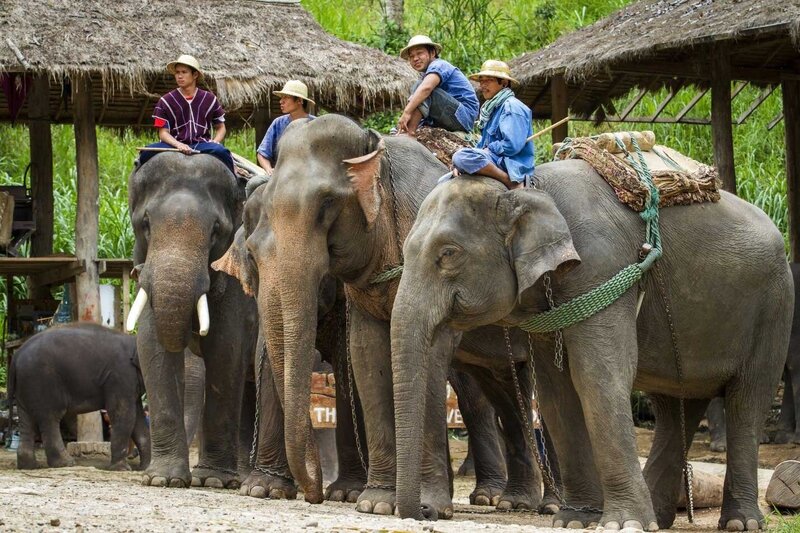 chiang-mai-elephant-camps-2