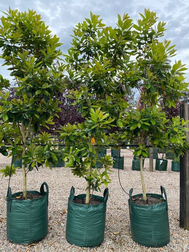 Australian Water Gum - Tristaniopsis Laurina Luscious