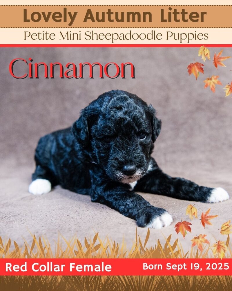 Autumn - Red Cinnamon Female