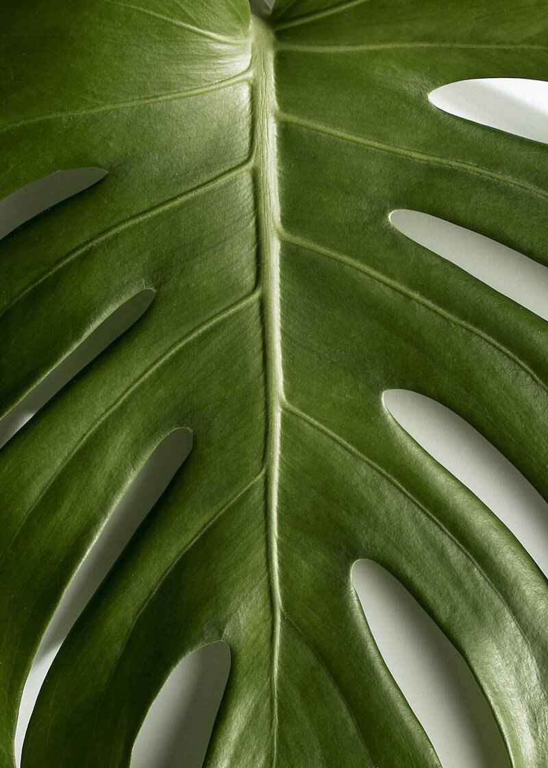 Very large green leaf