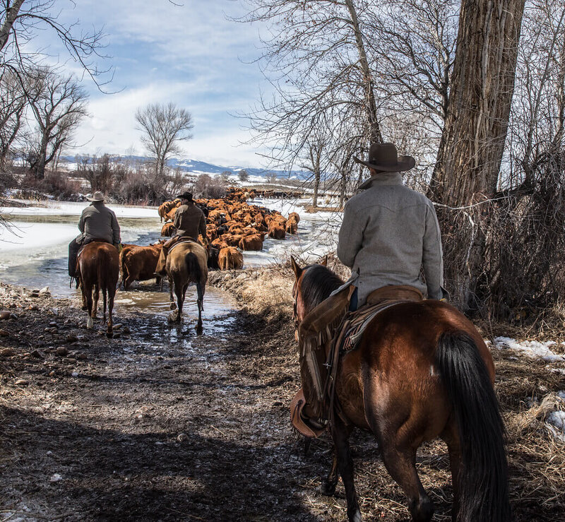Ranchers on horses for cattle drive