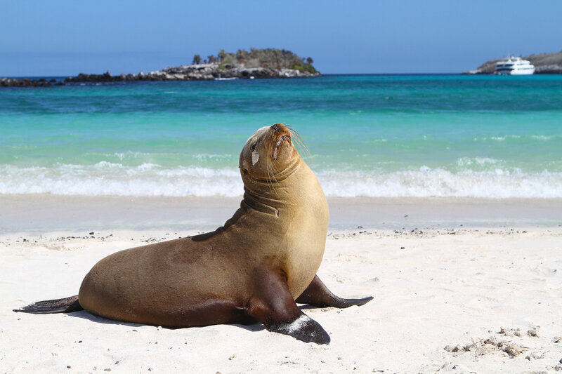 Ecuador Galapagos Santa Fe Island Beach Sea Lion