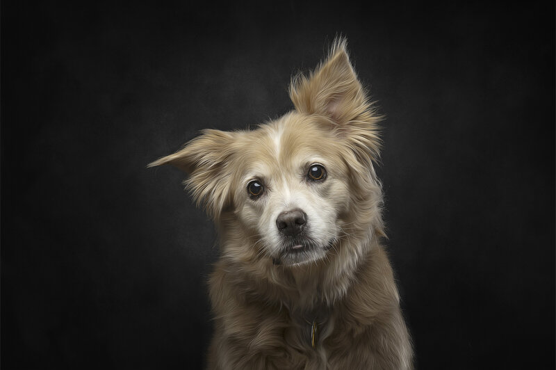 headshot of tan dog with head tilted and one ear perked up