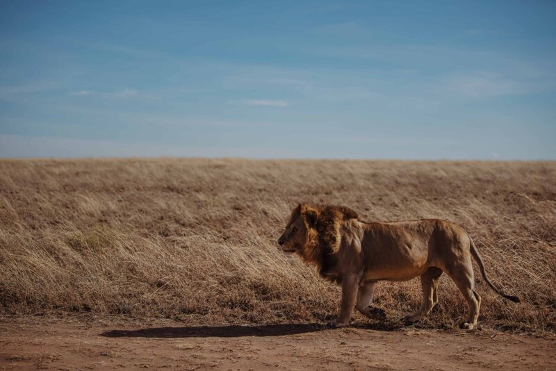 TAASA Safari Wildlife (9)