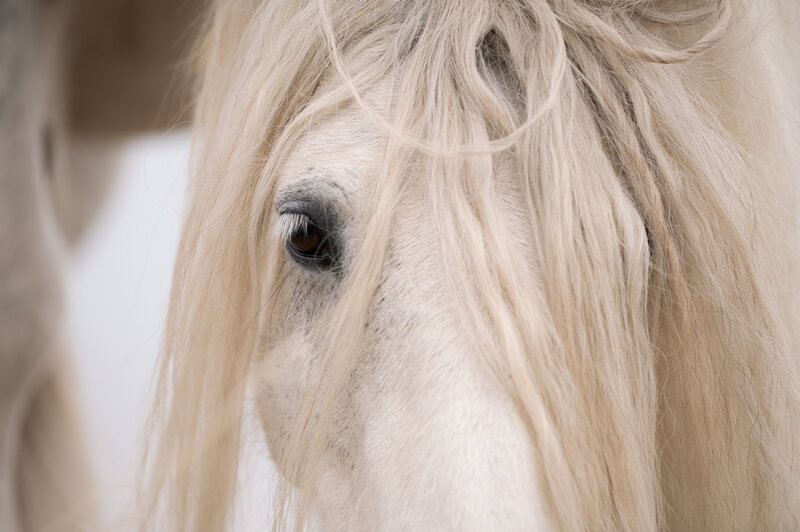 gypsy horses at Wild Prairie ranch