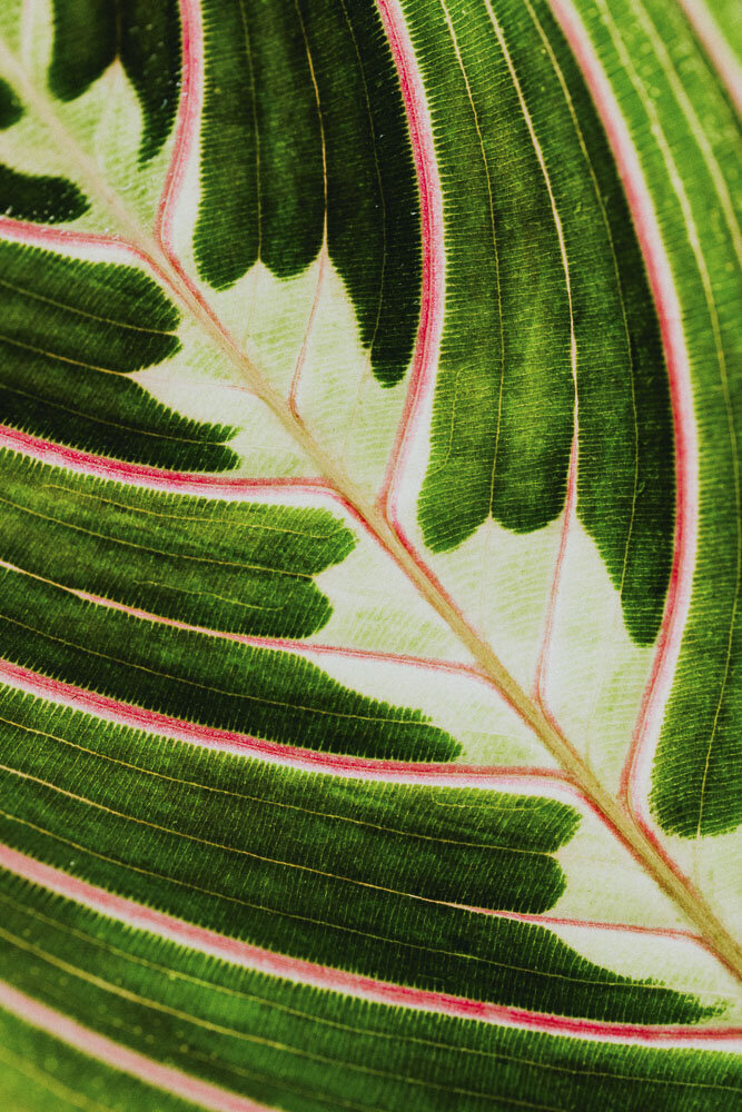 This image shows the close-up view of a leaf, with patches of dark and light green interspersed with pink veins of color.