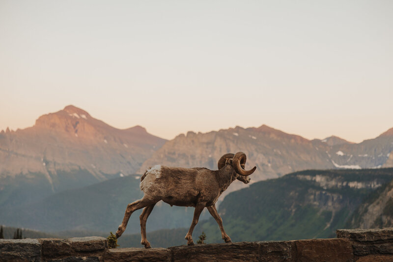 A ram walking across a mountain ridge in Montana.