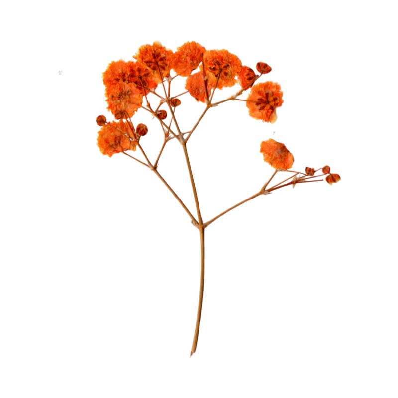 Orange flower