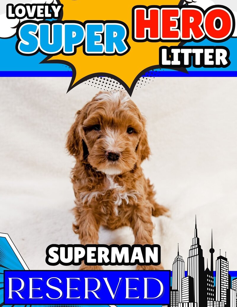 Hero - Blue Superman Male