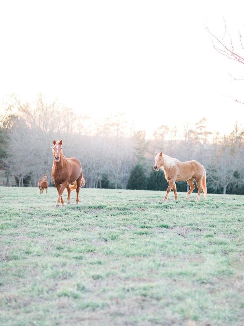 photo of horses
