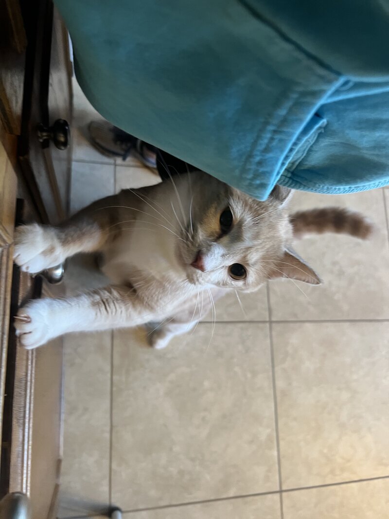Cute kitty