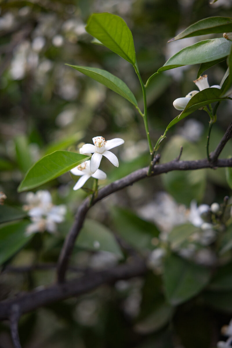 White orange tree blossoms growing near L'Atzubia Alicante Spain