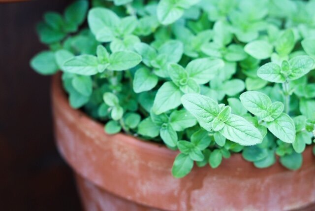 basil and herb Jackie O.