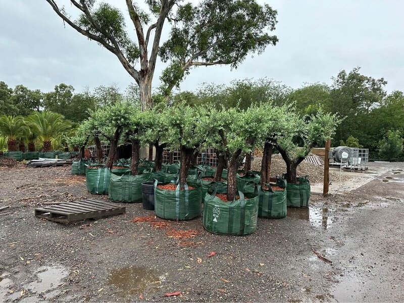 OLEA EUROPAEA 'EUROPEAN' - mature tree sydney - go green nurseries