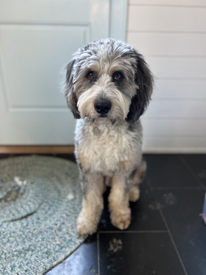bernie doodle dog Loki