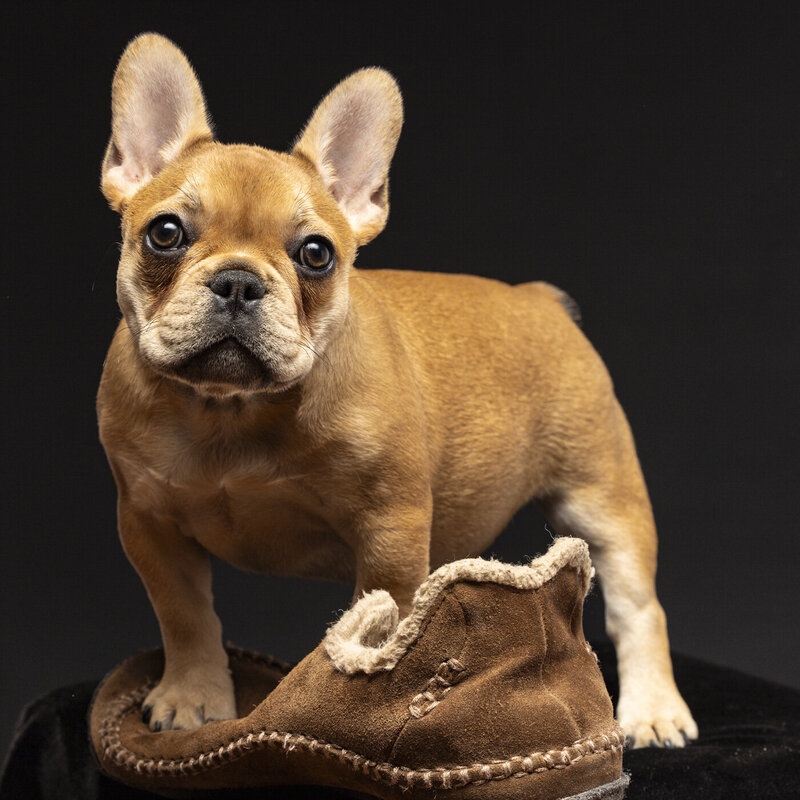 2024Bend_Oregon_Pet_Portrait_Photograhy-5638