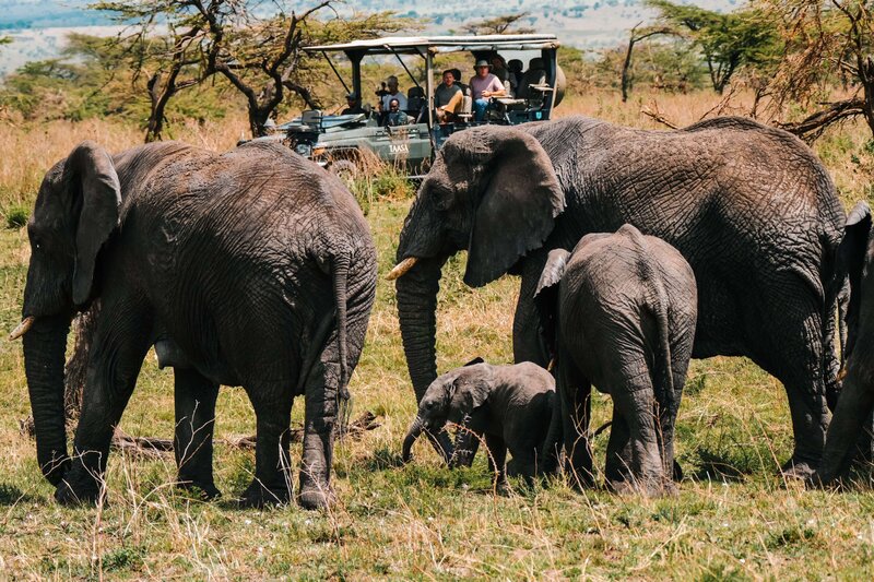 safari elephants