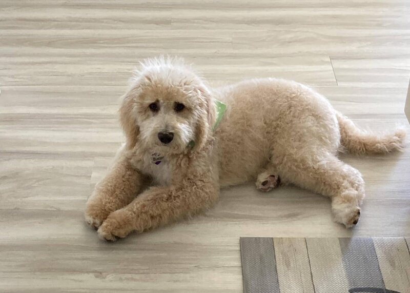 Small Country Mini Doodles Kansas City Cavapoos448977137_499728712474297_8548981384640892305_n