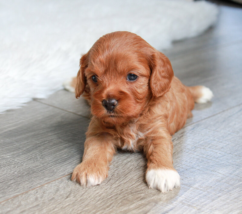 Hollibee 4 weeks 2