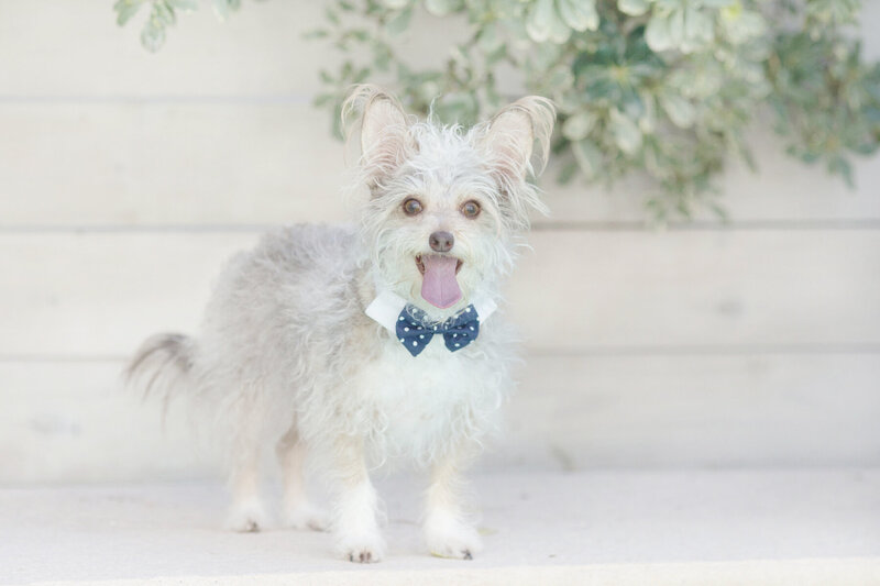 Little dog pet photography done in your home in Ponte Vedra Beach FL