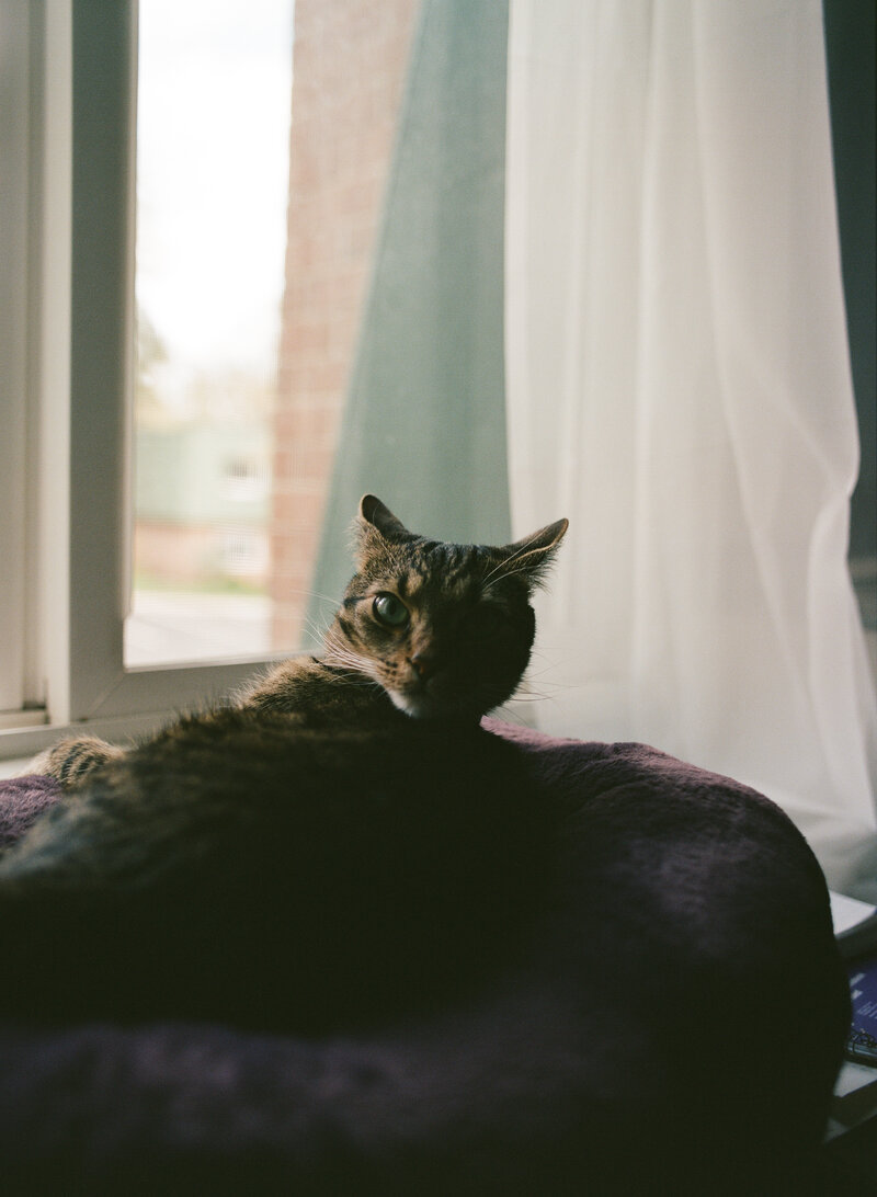image of a cat standing with her front two paws in her bed, next to a sunny window