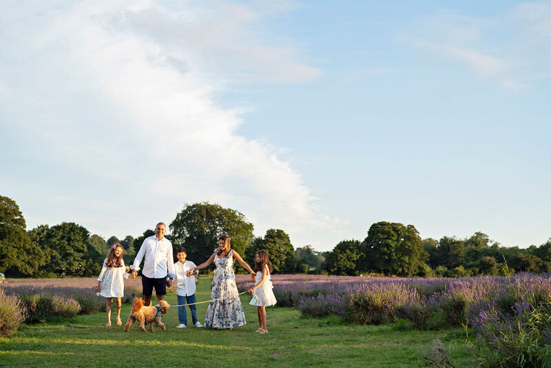 A famly of 5 with their dog walk through rows of lavender at Mayfield Lavender Farm in Surrey