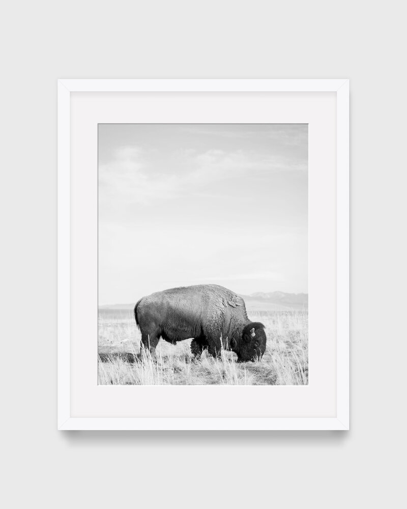 Buffalo NO.3 framed