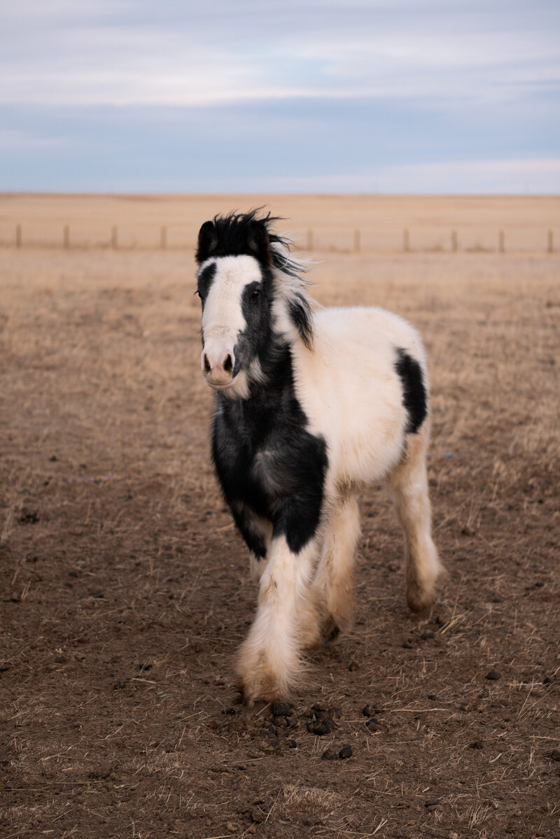 Mastermind is a beautiful blue blagdon Gypsy cob stallion in Colorado