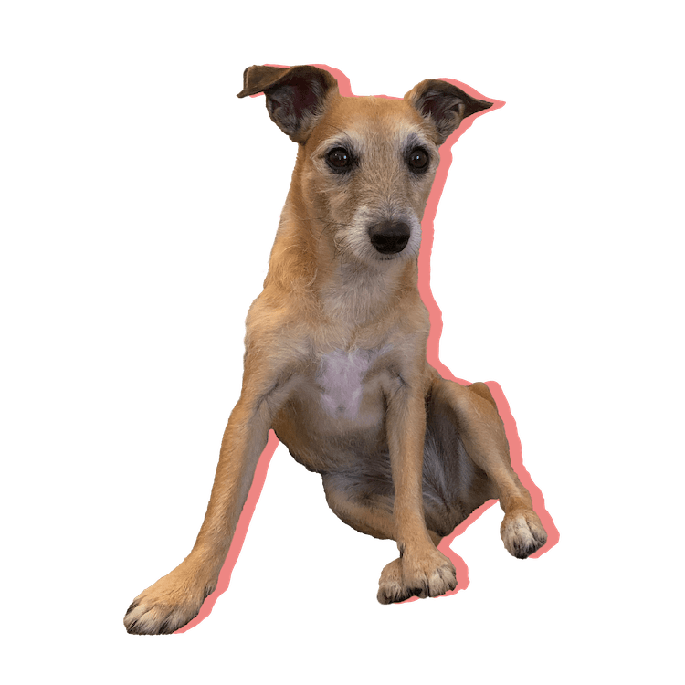 Cooper, Isabel Kateman's rescue dog
