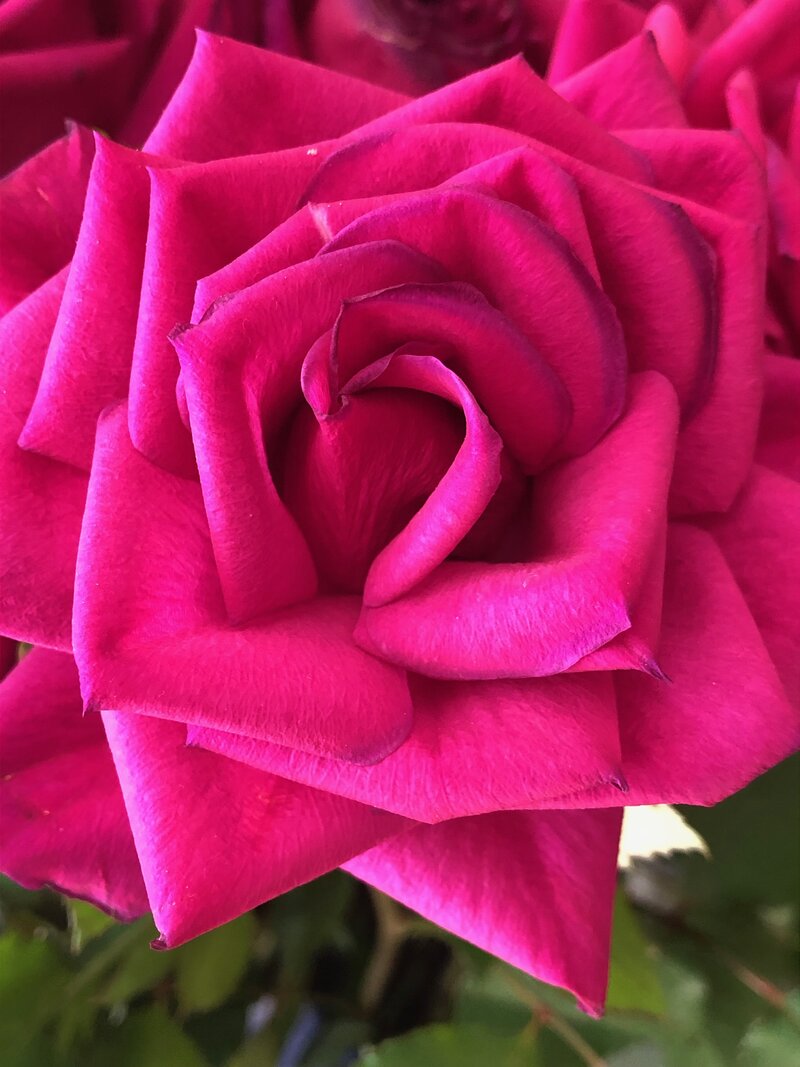 Avalon Order of Magdalene experience yourself as divine love