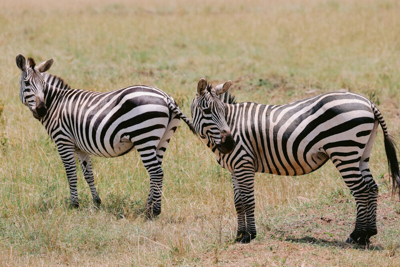safariedited-471