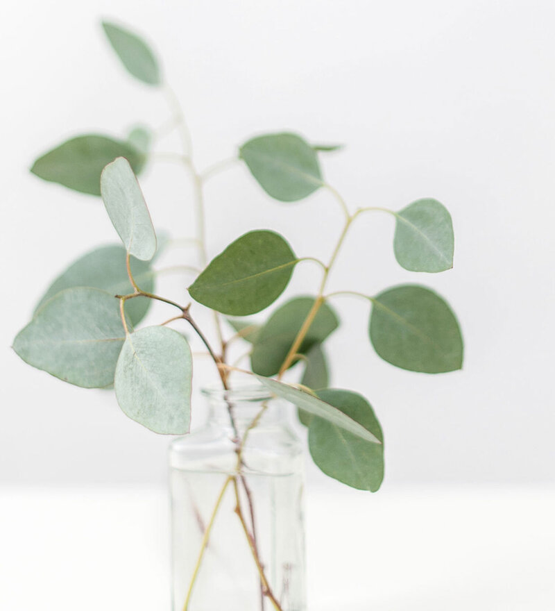 Sage green plant to match Sage + Taylor - Creative Virtual Assistant