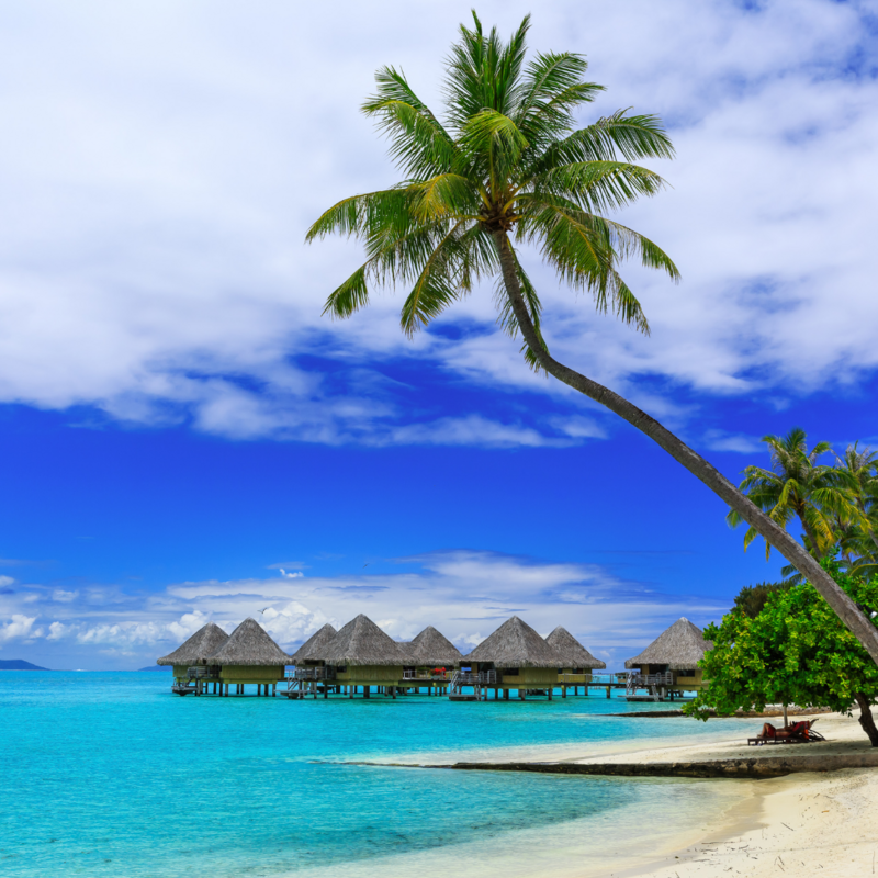 Tahiti Overwater Bungalows with Palm Tree