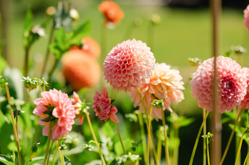 Dahlias_Caylie-Mash-Photography_076w