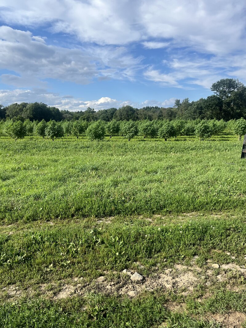 Large cannabis plants growing in the field