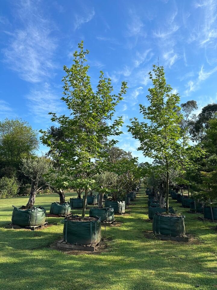 The London Plane is a majestic deciduous  tree known for its resilience and striking appearance, making it an ideal choice for urban and suburban landscapes. Its distinctive bark peels away in patches to reveal a creamy white interior, creating a beautiful mottled effect. The large, lobed leaves turn a crisp golden color in autumn, offering seasonal interest and shade.