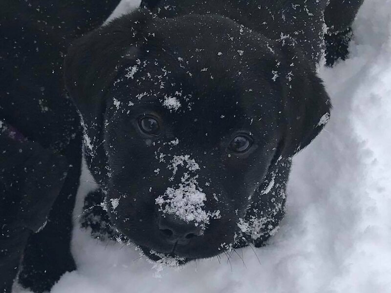 AKC Black English Lab Puppy Saint Charles Michigan.