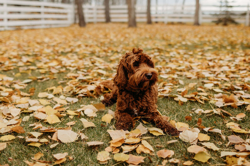 Australian-Labradoodle-Dog-Breeder-British-Columbia_(108)