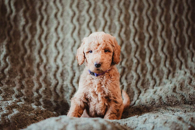 Puprle Collar Male puppy sitting
