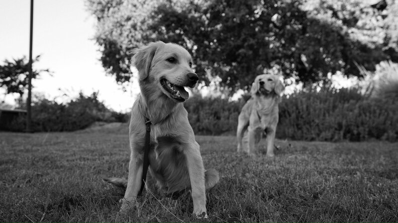 stud dogs at Little Retriever Ranch in CA, 93463